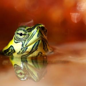 Reflections