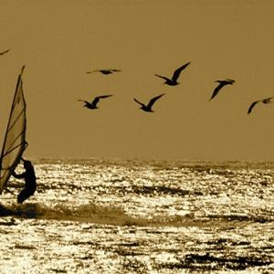 Windsurfer Dude