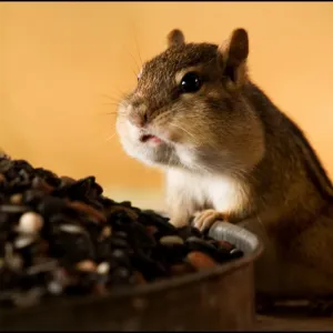 All-you-can-eat Buffet