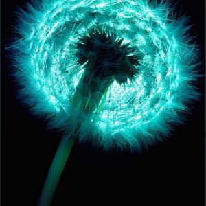 In a New Light