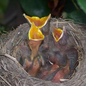 Hungry Little Ones