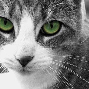 Sweet Kitty Eyes