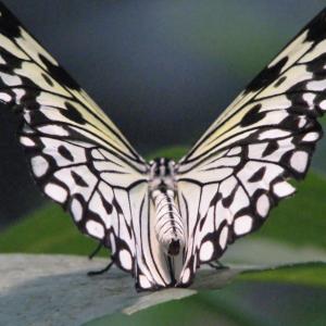 Magic Wings