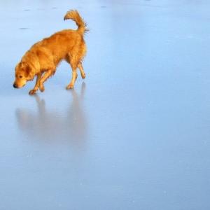 The Skater