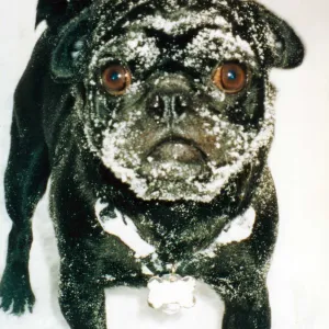 Who put that snowbank there?