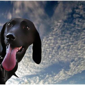 A tongue