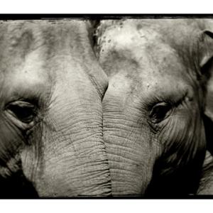 Elephant Mirror