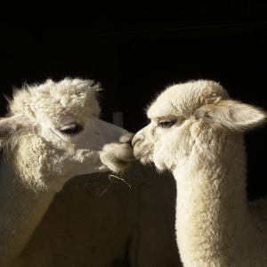 The Kiss