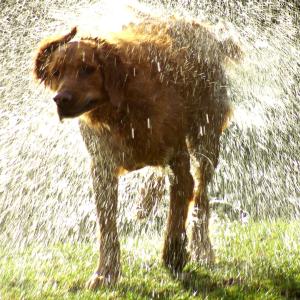 Labrador Shower