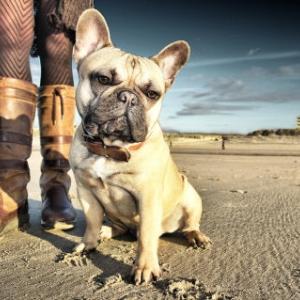 Dutch Dog