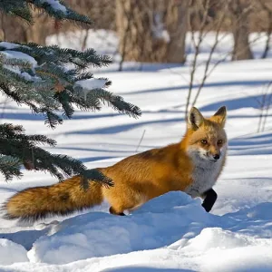 Rounding the Spruce Tree