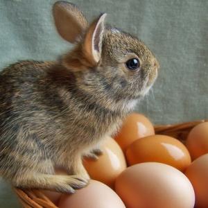 Country Bunny