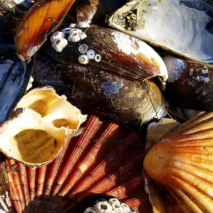 Shell Collection