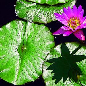 Shadow of the Lilly