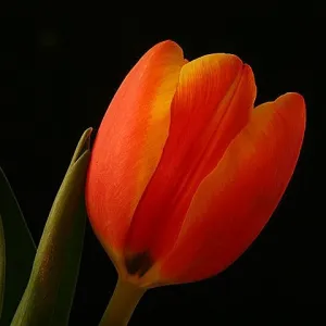 Spring Tulip