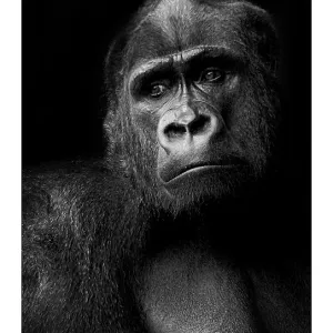 A Long Way from Home