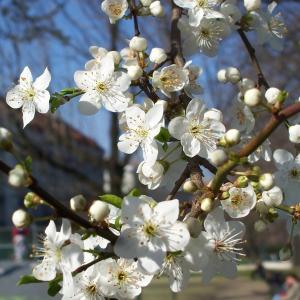 Blossom Time