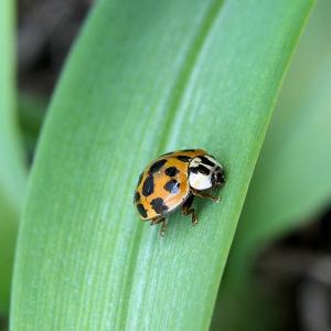 Lady on Green