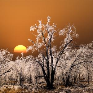 Crystal Forest