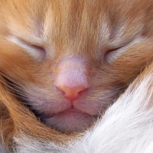 Snoozing
