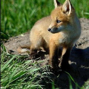 Foxxy