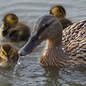 The Ducks