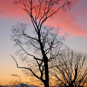 Spring Sunset