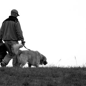 Companion