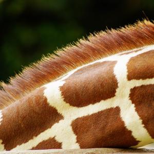 Long Neck