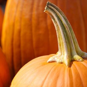Signs of Fall...