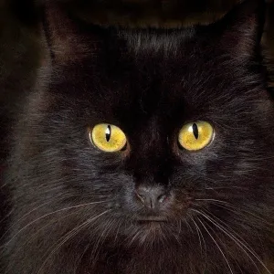 Pyewacket