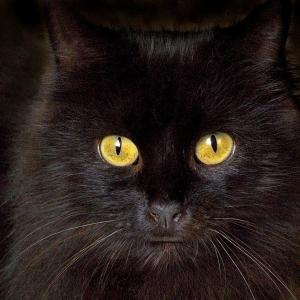 Pyewacket
