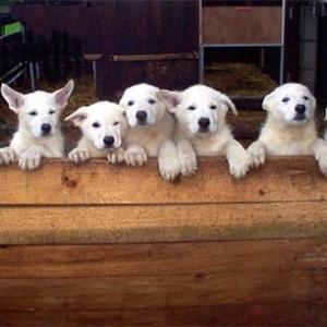 We Are Family