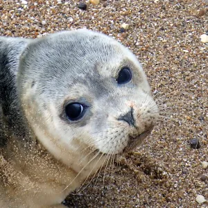 Wildlife in the Backwater