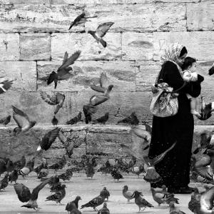 Birds