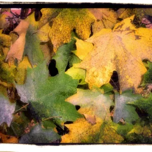 Autumn Leaves