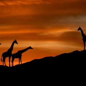 Journey of the Giraffe