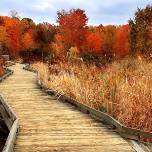 The Boardwalk