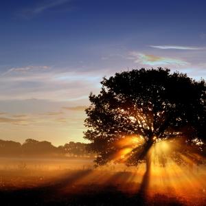 Morning Tree