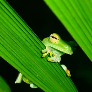 Hyla rufitela