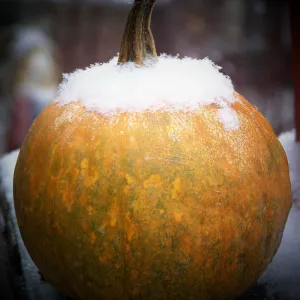 Pumpkin dusted in snow