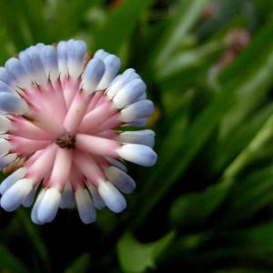 Pink & Blue