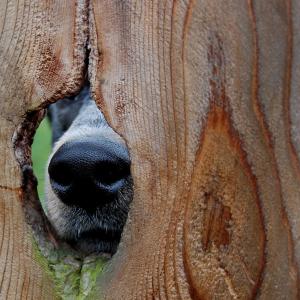 Rocky's Nose