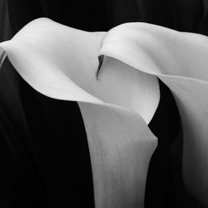 Elegance and Beauty