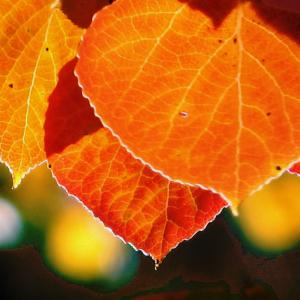 Aspen Glow