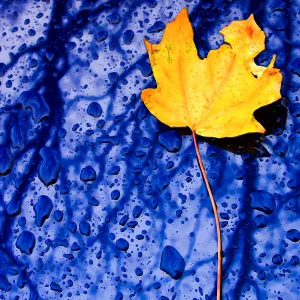 Yellow Leaf, Blue Car