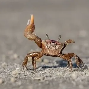 Fiddler Crab Salute