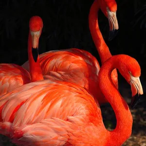 Flamingo Triple Play