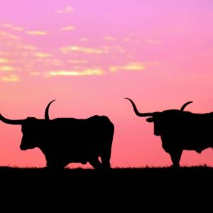 TEXAS