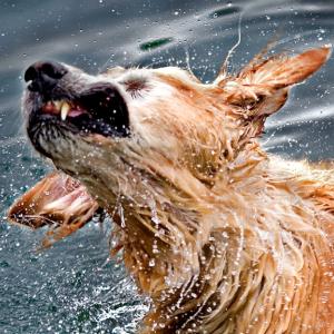 Shake it Off